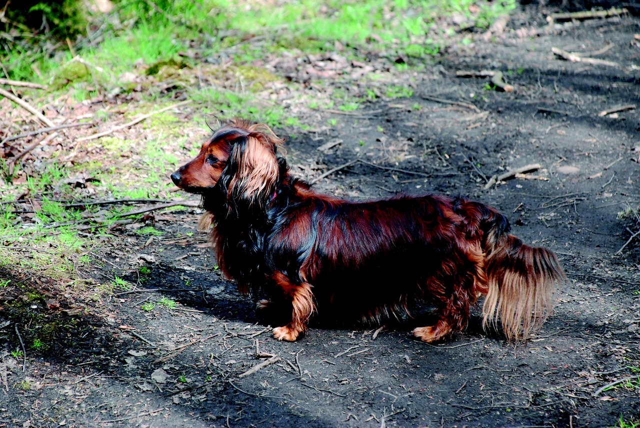 Why Dachshunds Are Great for Small Spaces